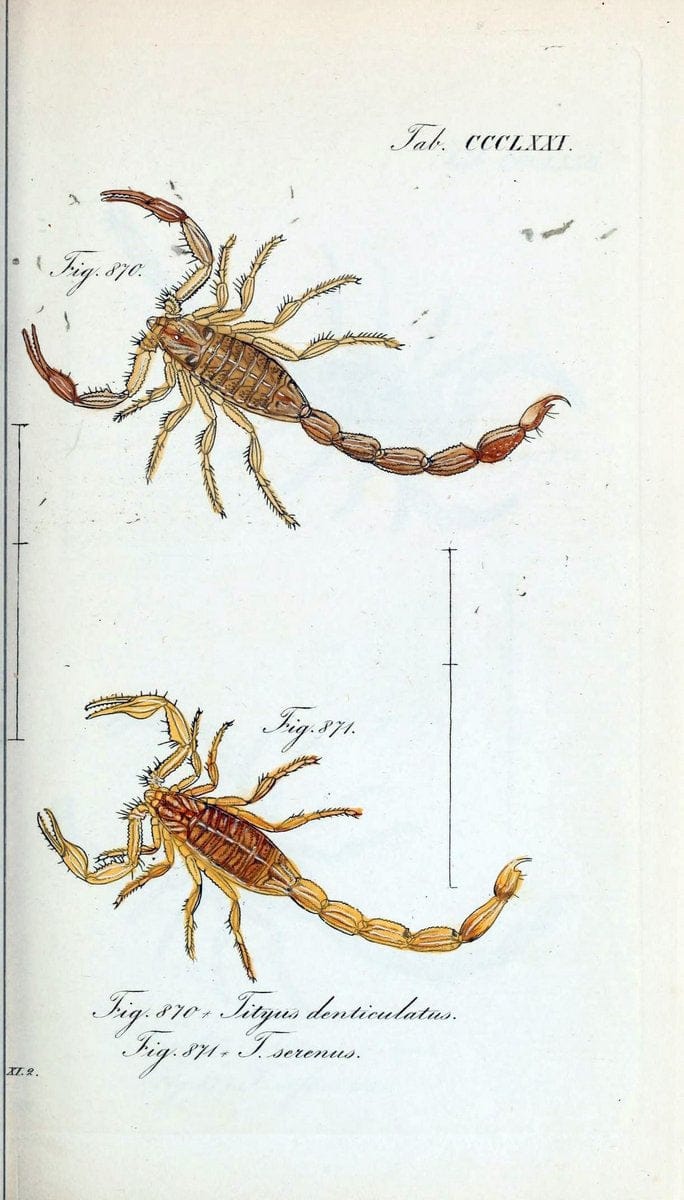Die Arachniden :.NÃ¼rnberg :In der C. H. Zeh'schen Buchhandlung,1831-1848.  | Arachnida  | Vintage Print Reproduction 471003