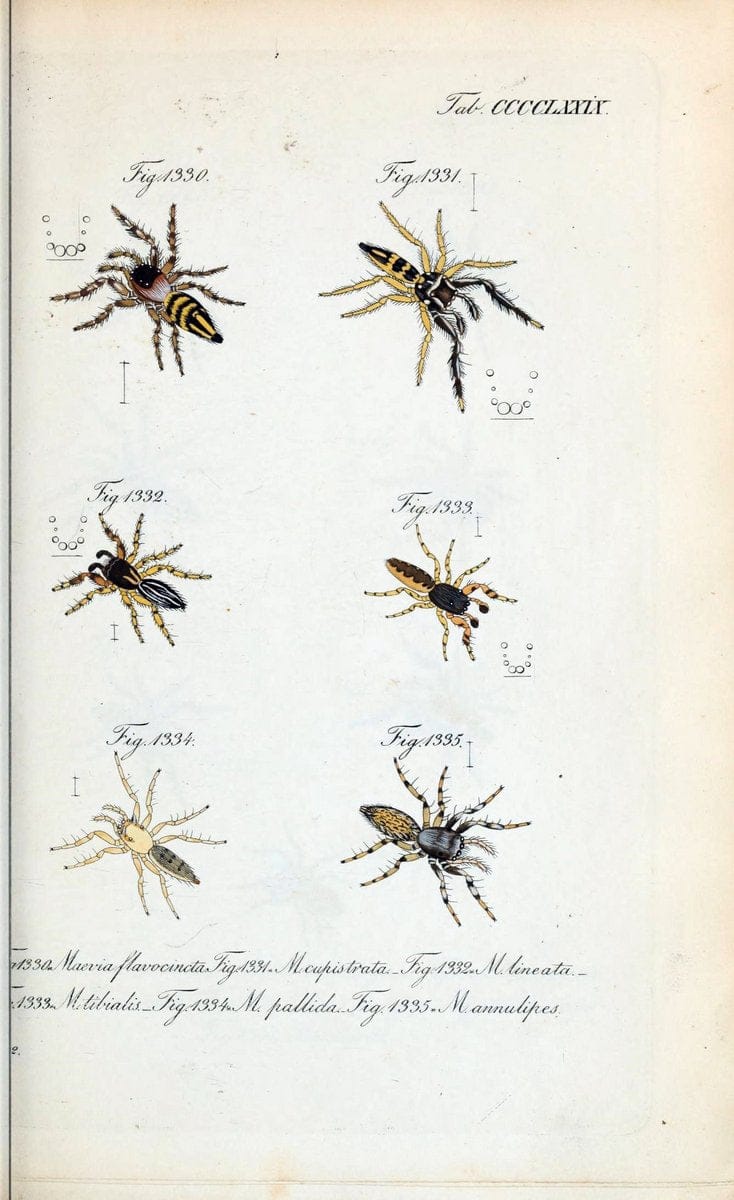 Die Arachniden :.NÃ¼rnberg :In der C. H. Zeh'schen Buchhandlung,1831-1848.  | Arachnida  | Vintage Print Reproduction 471004