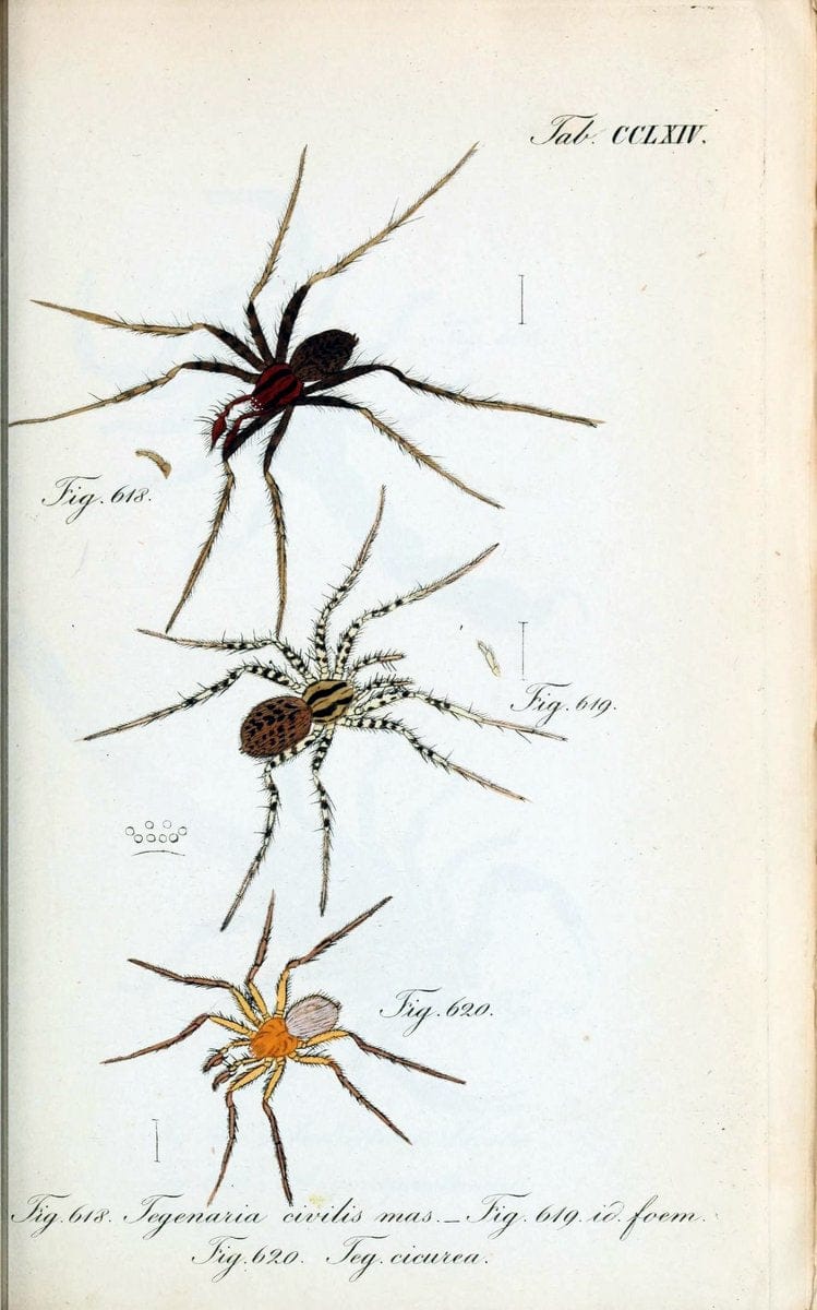 Die Arachniden :.NÃ¼rnberg :In der C. H. Zeh'schen Buchhandlung,1831-1848.  | Arachnida  | Vintage Print Reproduction 471005