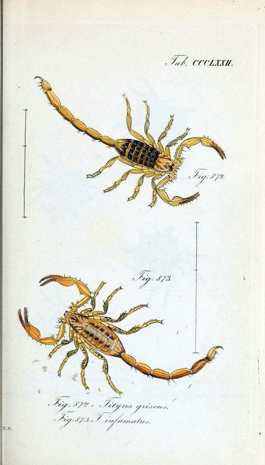 Die Arachniden :.NÃ¼rnberg :In der C. H. Zeh'schen Buchhandlung,1831-1848.  | Arachnida  | Vintage Print Reproduction 471006