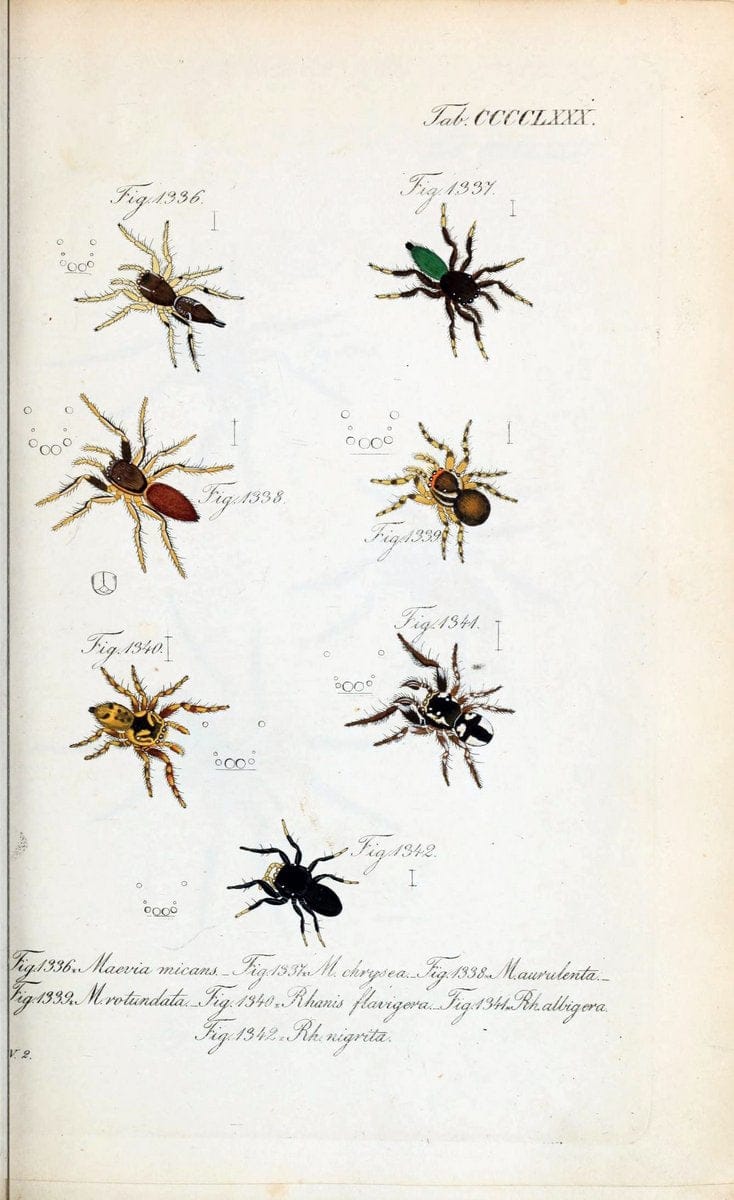 Die Arachniden :.NÃ¼rnberg :In der C. H. Zeh'schen Buchhandlung,1831-1848.  | Arachnida  | Vintage Print Reproduction 471007