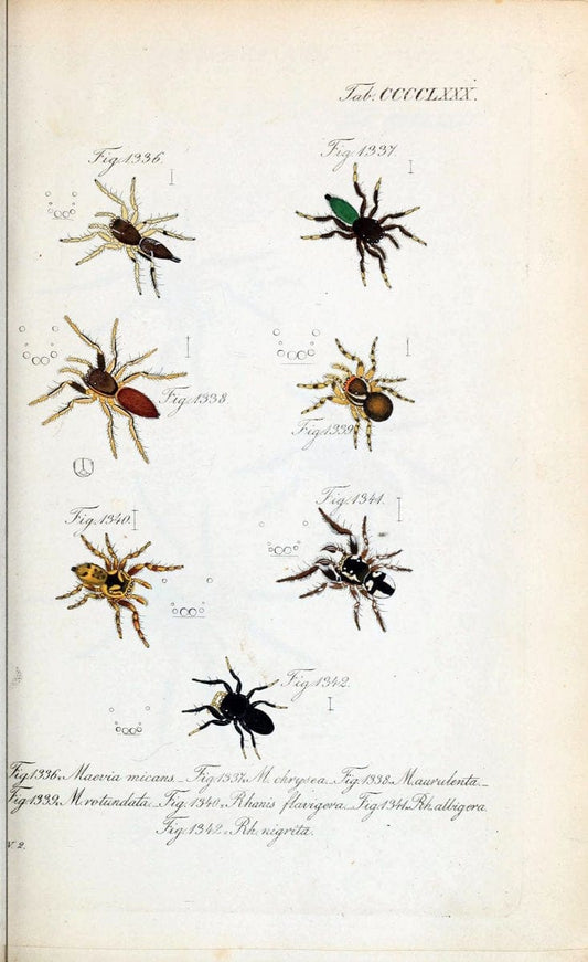 Die Arachniden :.NÃ¼rnberg :In der C. H. Zeh'schen Buchhandlung,1831-1848.  | Arachnida  | Vintage Print Reproduction 471007