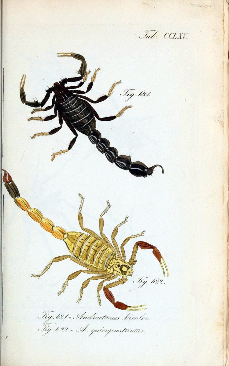 Die Arachniden :.NÃ¼rnberg :In der C. H. Zeh'schen Buchhandlung,1831-1848.  | Arachnida  | Vintage Print Reproduction 471008