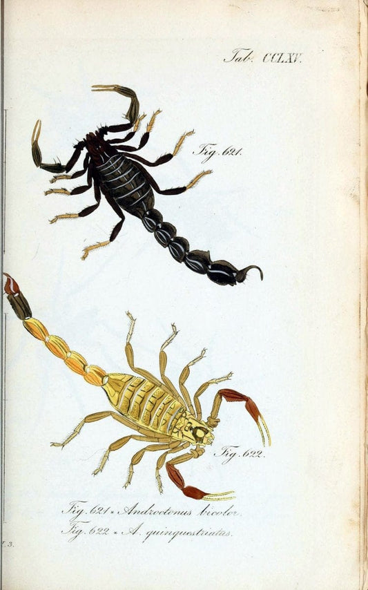 Die Arachniden :.NÃ¼rnberg :In der C. H. Zeh'schen Buchhandlung,1831-1848.  | Arachnida  | Vintage Print Reproduction 471008