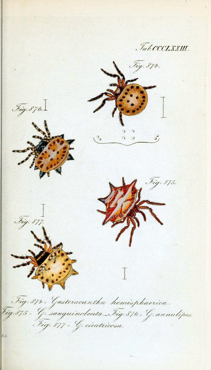 Die Arachniden :.NÃ¼rnberg :In der C. H. Zeh'schen Buchhandlung,1831-1848.  | Arachnida  | Vintage Print Reproduction 471009