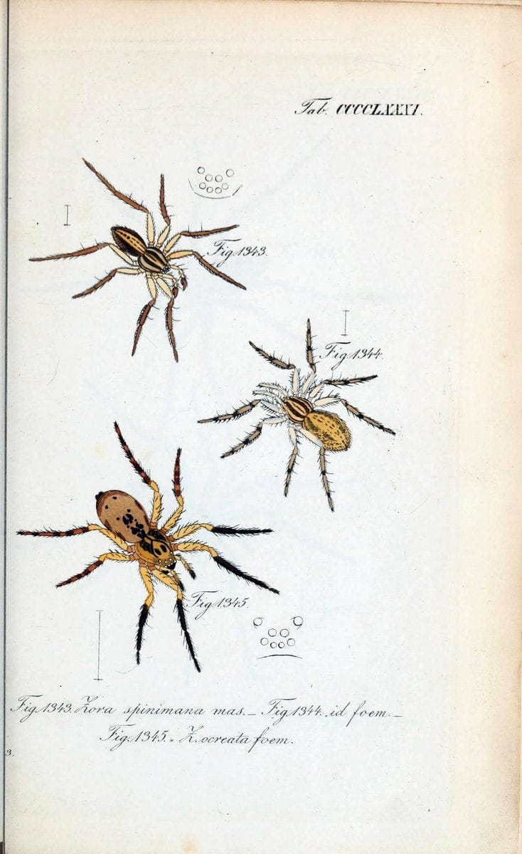 Die Arachniden :.NÃ¼rnberg :In der C. H. Zeh'schen Buchhandlung,1831-1848.  | Arachnida  | Vintage Print Reproduction 471010