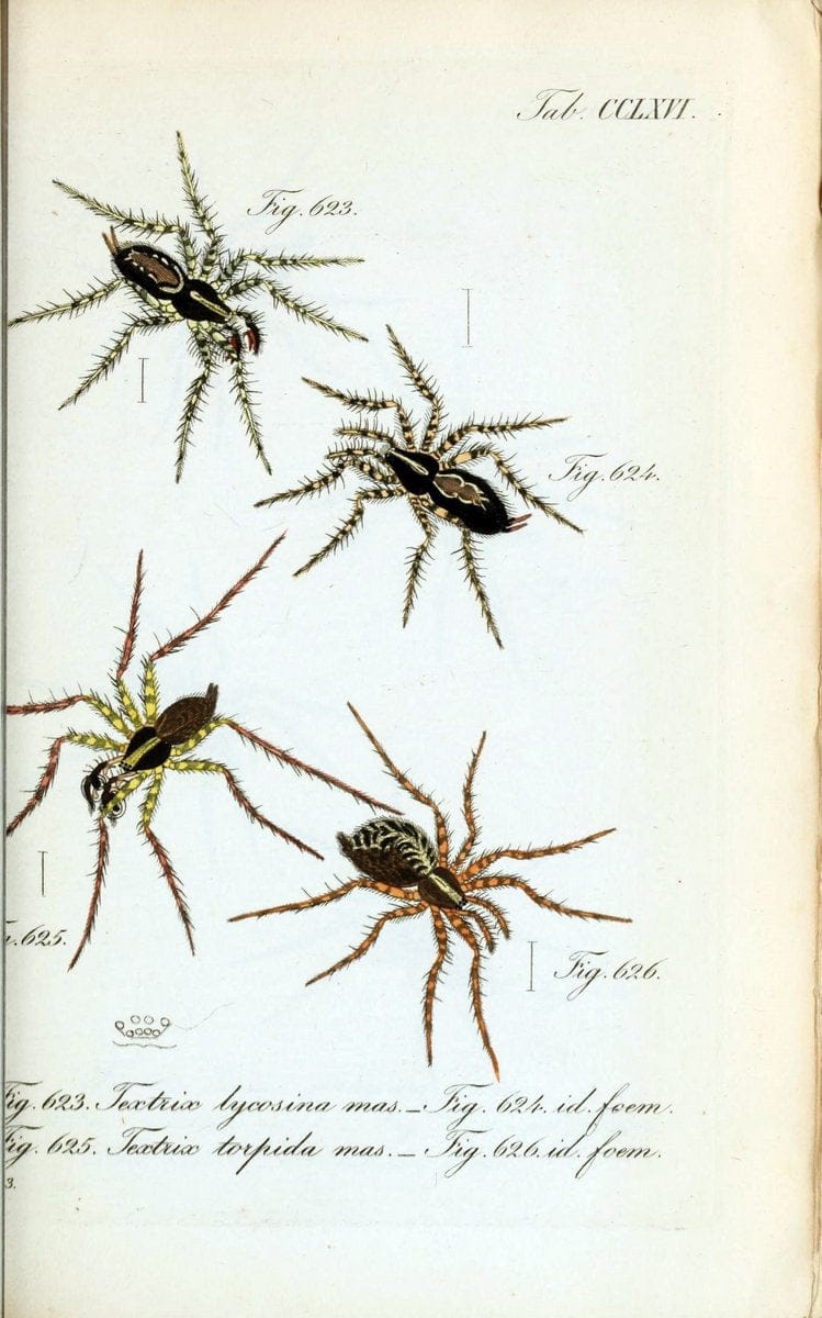 Die Arachniden :.NÃ¼rnberg :In der C. H. Zeh'schen Buchhandlung,1831-1848.  | Arachnida  | Vintage Print Reproduction 471011