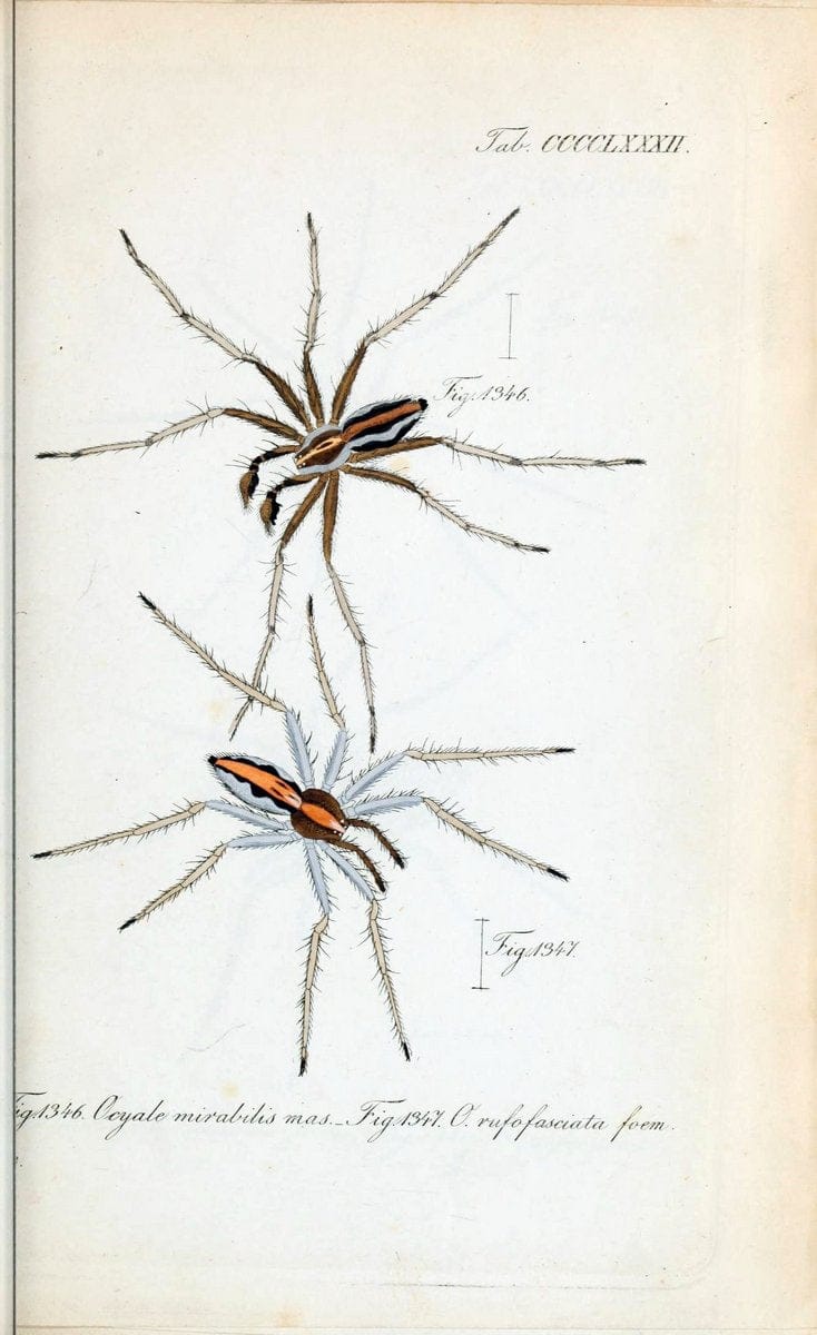Die Arachniden :.NÃ¼rnberg :In der C. H. Zeh'schen Buchhandlung,1831-1848.  | Arachnida  | Vintage Print Reproduction 471013