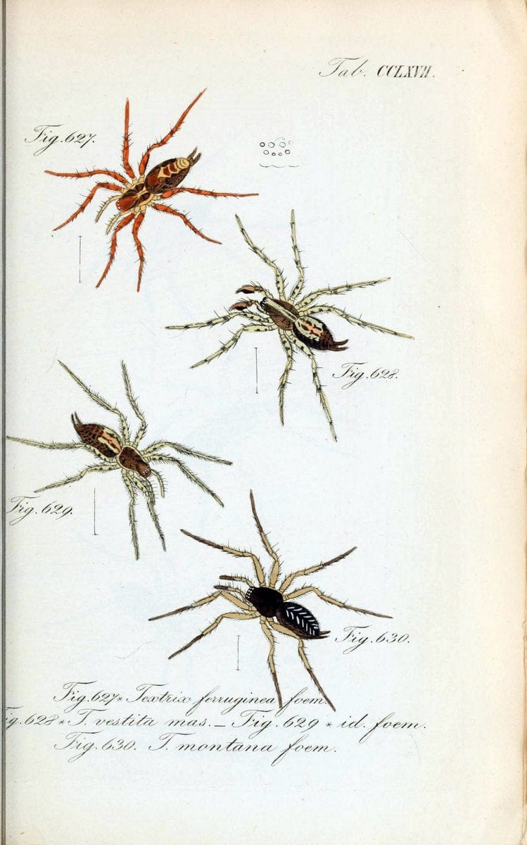 Die Arachniden :.NÃ¼rnberg :In der C. H. Zeh'schen Buchhandlung,1831-1848.  | Arachnida  | Vintage Print Reproduction 471014