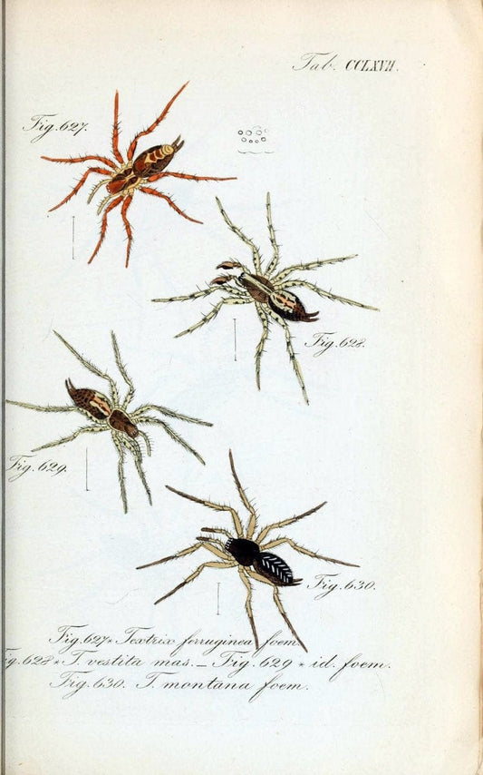Die Arachniden :.NÃ¼rnberg :In der C. H. Zeh'schen Buchhandlung,1831-1848.  | Arachnida  | Vintage Print Reproduction 471014