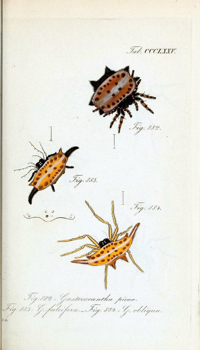 Die Arachniden :.NÃ¼rnberg :In der C. H. Zeh'schen Buchhandlung,1831-1848.  | Arachnida  | Vintage Print Reproduction 471015