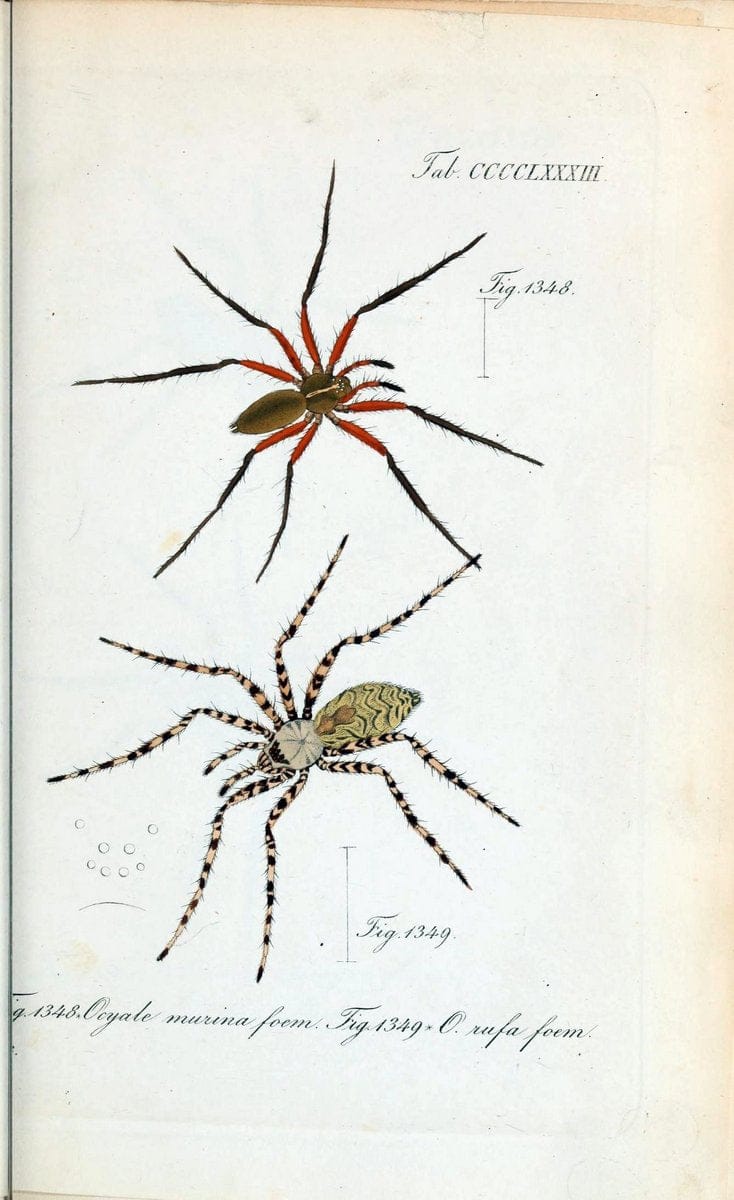 Die Arachniden :.NÃ¼rnberg :In der C. H. Zeh'schen Buchhandlung,1831-1848.  | Arachnida  | Vintage Print Reproduction 471016