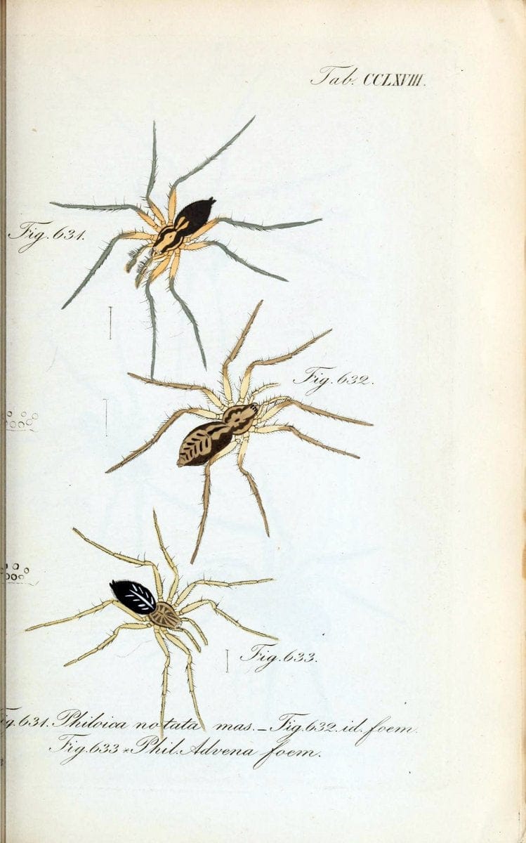 Die Arachniden :.NÃ¼rnberg :In der C. H. Zeh'schen Buchhandlung,1831-1848.  | Arachnida  | Vintage Print Reproduction 471017