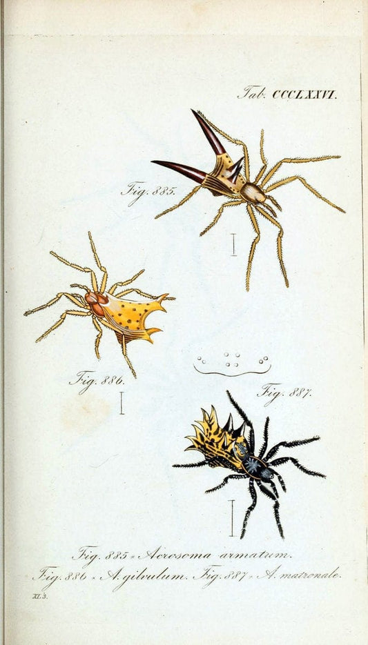 Die Arachniden :.NÃ¼rnberg :In der C. H. Zeh'schen Buchhandlung,1831-1848.  | Arachnida  | Vintage Print Reproduction 471018