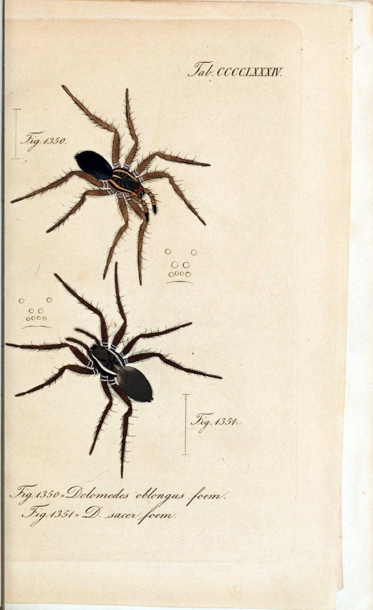 Die Arachniden :.NÃ¼rnberg :In der C. H. Zeh'schen Buchhandlung,1831-1848.  | Arachnida  | Vintage Print Reproduction 471019