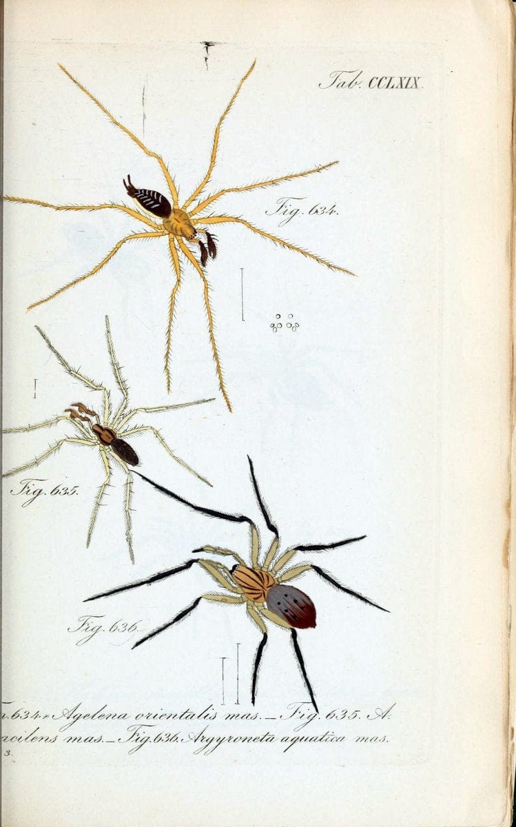 Die Arachniden :.NÃ¼rnberg :In der C. H. Zeh'schen Buchhandlung,1831-1848.  | Arachnida  | Vintage Print Reproduction 471020
