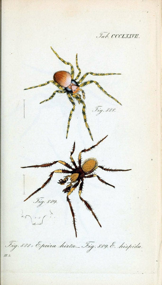 Die Arachniden :.NÃ¼rnberg :In der C. H. Zeh'schen Buchhandlung,1831-1848.  | Arachnida  | Vintage Print Reproduction 471021