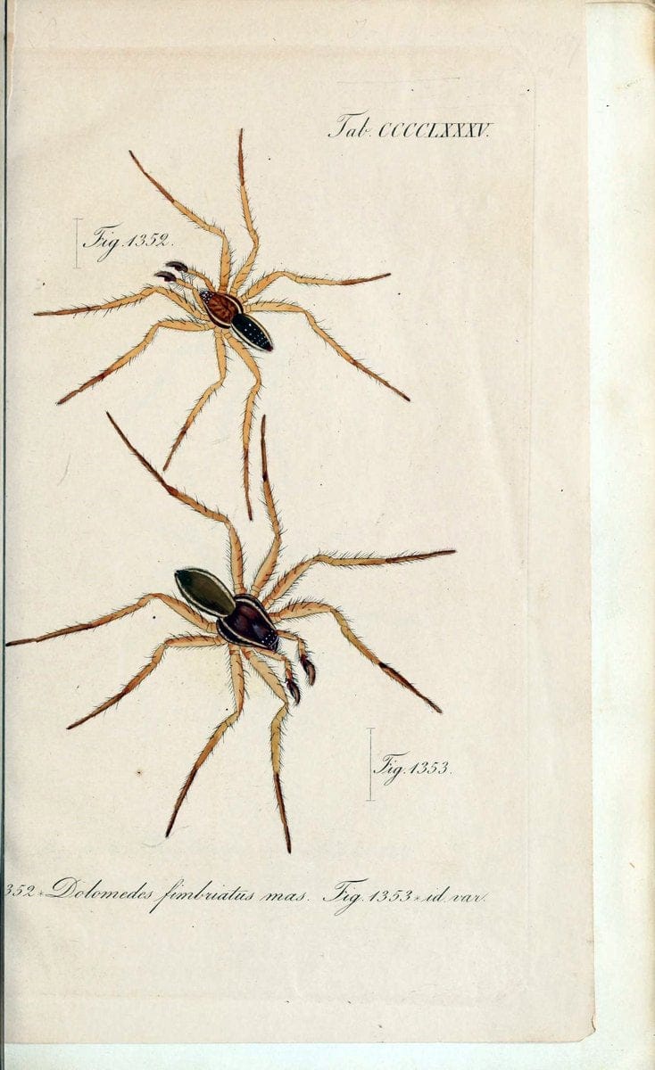Die Arachniden :.NÃ¼rnberg :In der C. H. Zeh'schen Buchhandlung,1831-1848.  | Arachnida  | Vintage Print Reproduction 471022