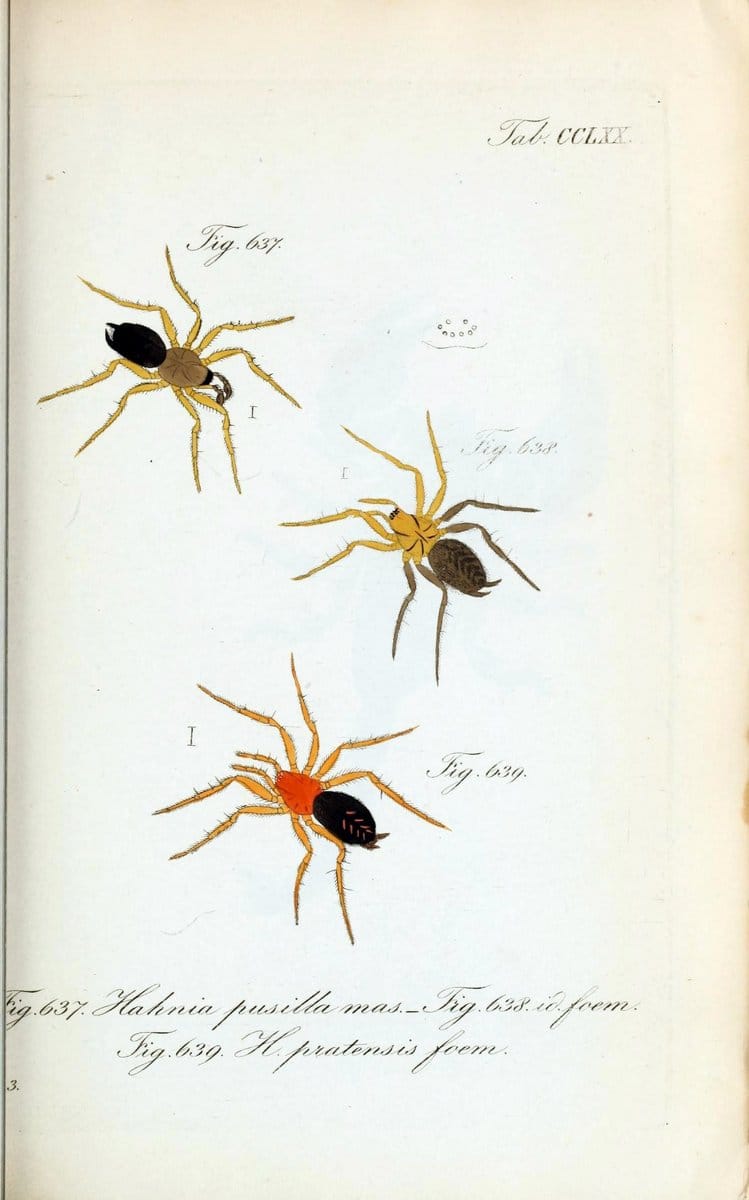 Die Arachniden :.NÃ¼rnberg :In der C. H. Zeh'schen Buchhandlung,1831-1848.  | Arachnida  | Vintage Print Reproduction 471023