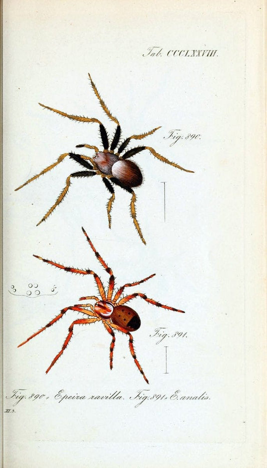 Die Arachniden :.NÃ¼rnberg :In der C. H. Zeh'schen Buchhandlung,1831-1848.  | Arachnida  | Vintage Print Reproduction 471024