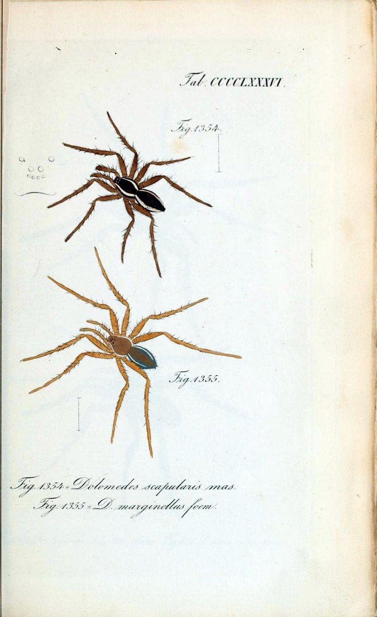 Die Arachniden :.NÃ¼rnberg :In der C. H. Zeh'schen Buchhandlung,1831-1848.  | Arachnida  | Vintage Print Reproduction 471025