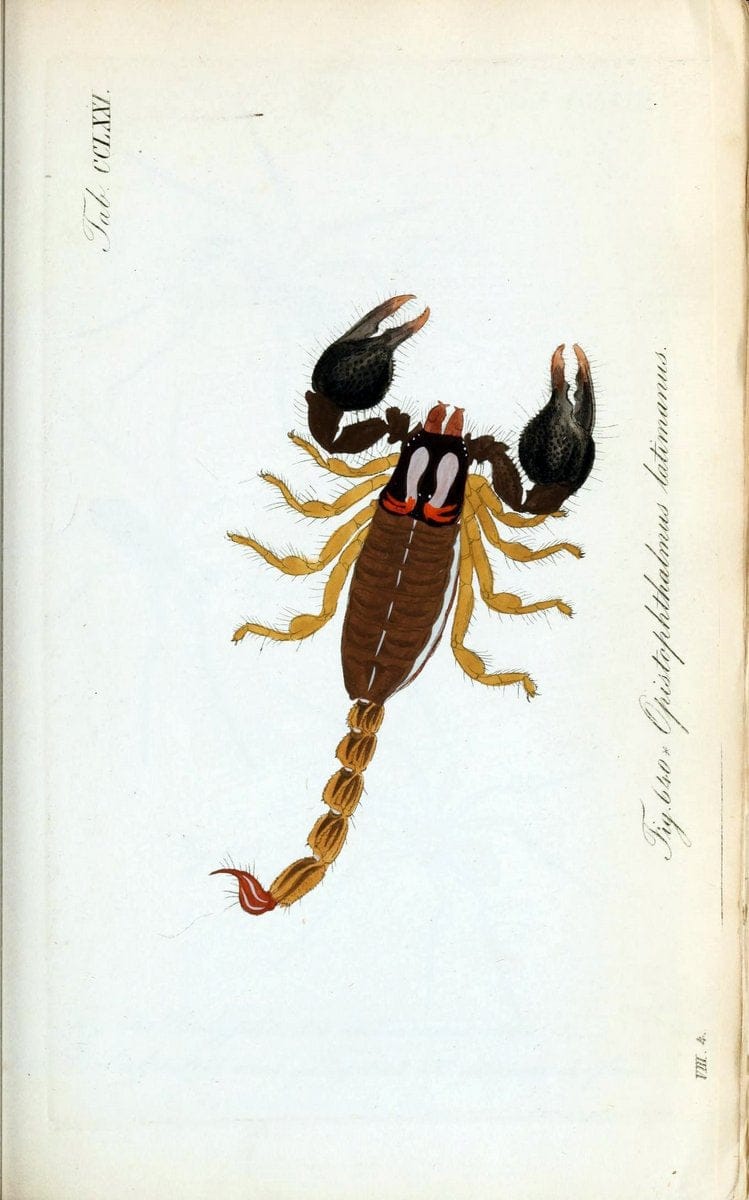 Die Arachniden :.NÃ¼rnberg :In der C. H. Zeh'schen Buchhandlung,1831-1848.  | Arachnida  | Vintage Print Reproduction 471026