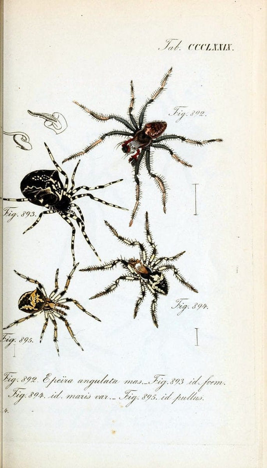 Die Arachniden :.NÃ¼rnberg :In der C. H. Zeh'schen Buchhandlung,1831-1848.  | Arachnida  | Vintage Print Reproduction 471027