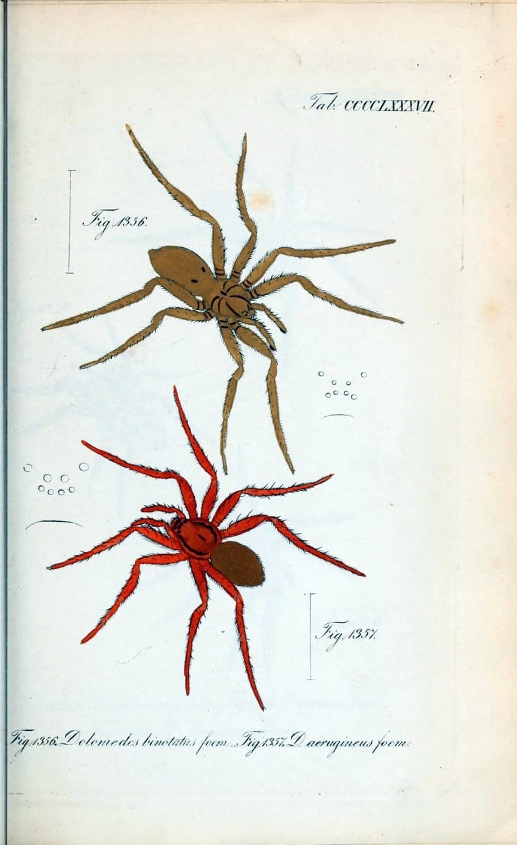 Die Arachniden :.NÃ¼rnberg :In der C. H. Zeh'schen Buchhandlung,1831-1848.  | Arachnida  | Vintage Print Reproduction 471028