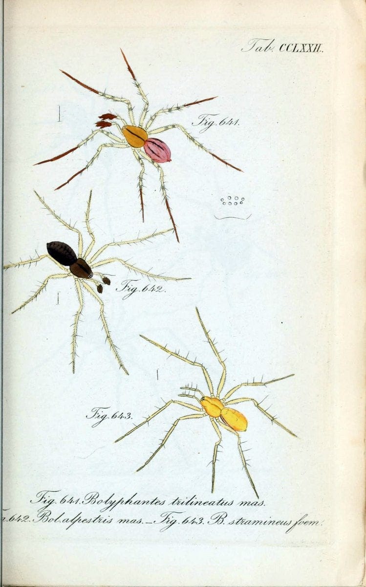 Die Arachniden :.NÃ¼rnberg :In der C. H. Zeh'schen Buchhandlung,1831-1848.  | Arachnida  | Vintage Print Reproduction 471029