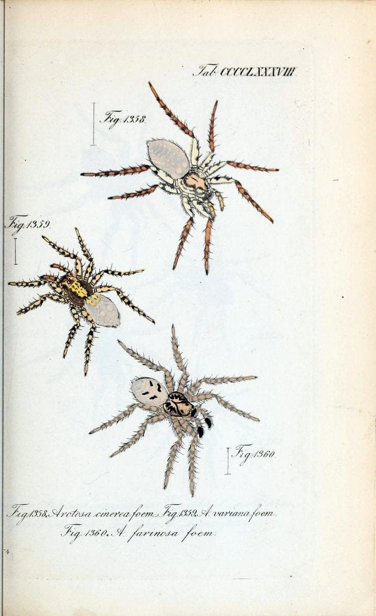 Die Arachniden :.NÃ¼rnberg :In der C. H. Zeh'schen Buchhandlung,1831-1848.  | Arachnida  | Vintage Print Reproduction 471031