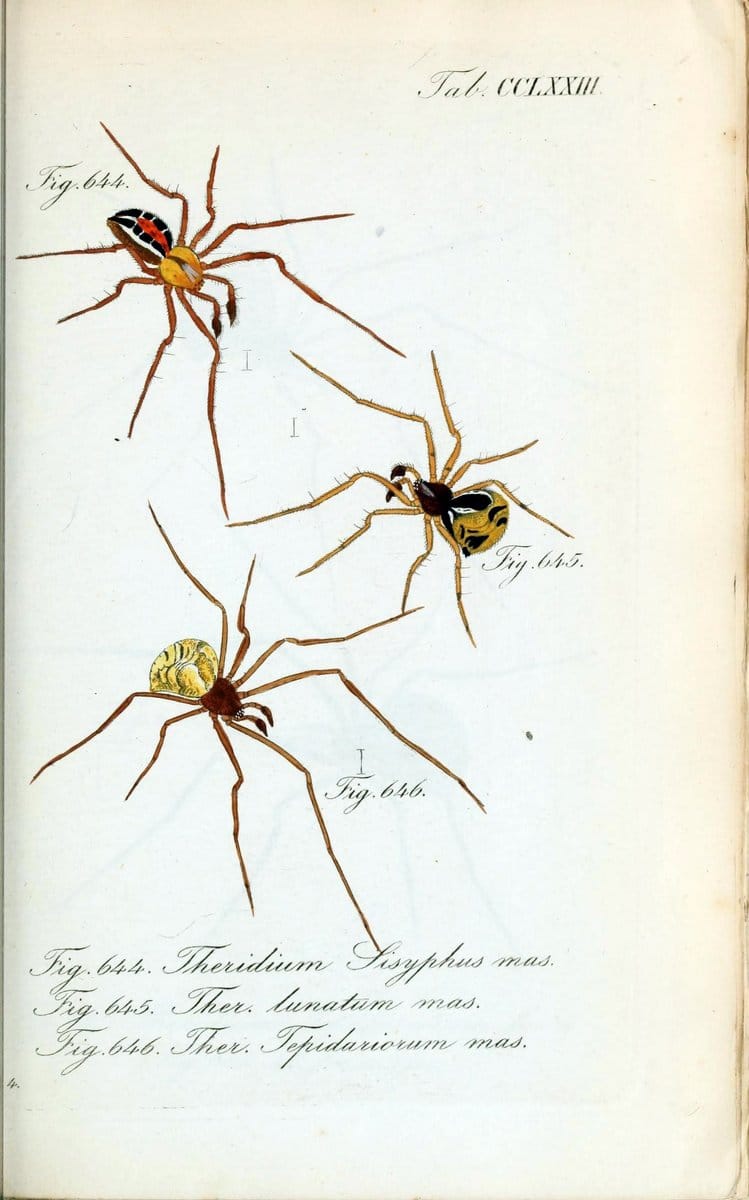 Die Arachniden :.NÃ¼rnberg :In der C. H. Zeh'schen Buchhandlung,1831-1848.  | Arachnida  | Vintage Print Reproduction 471032