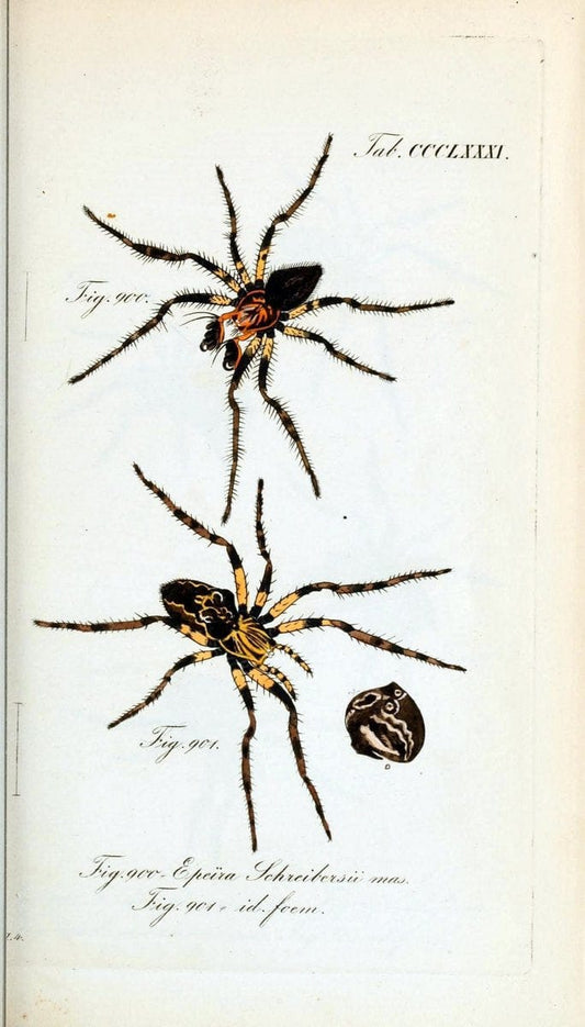 Die Arachniden :.NÃ¼rnberg :In der C. H. Zeh'schen Buchhandlung,1831-1848.  | Arachnida  | Vintage Print Reproduction 471033