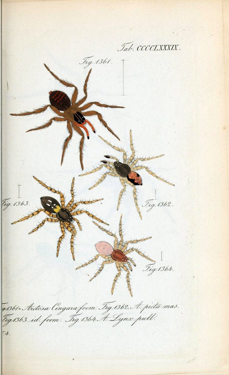 Die Arachniden :.NÃ¼rnberg :In der C. H. Zeh'schen Buchhandlung,1831-1848.  | Arachnida  | Vintage Print Reproduction 471034