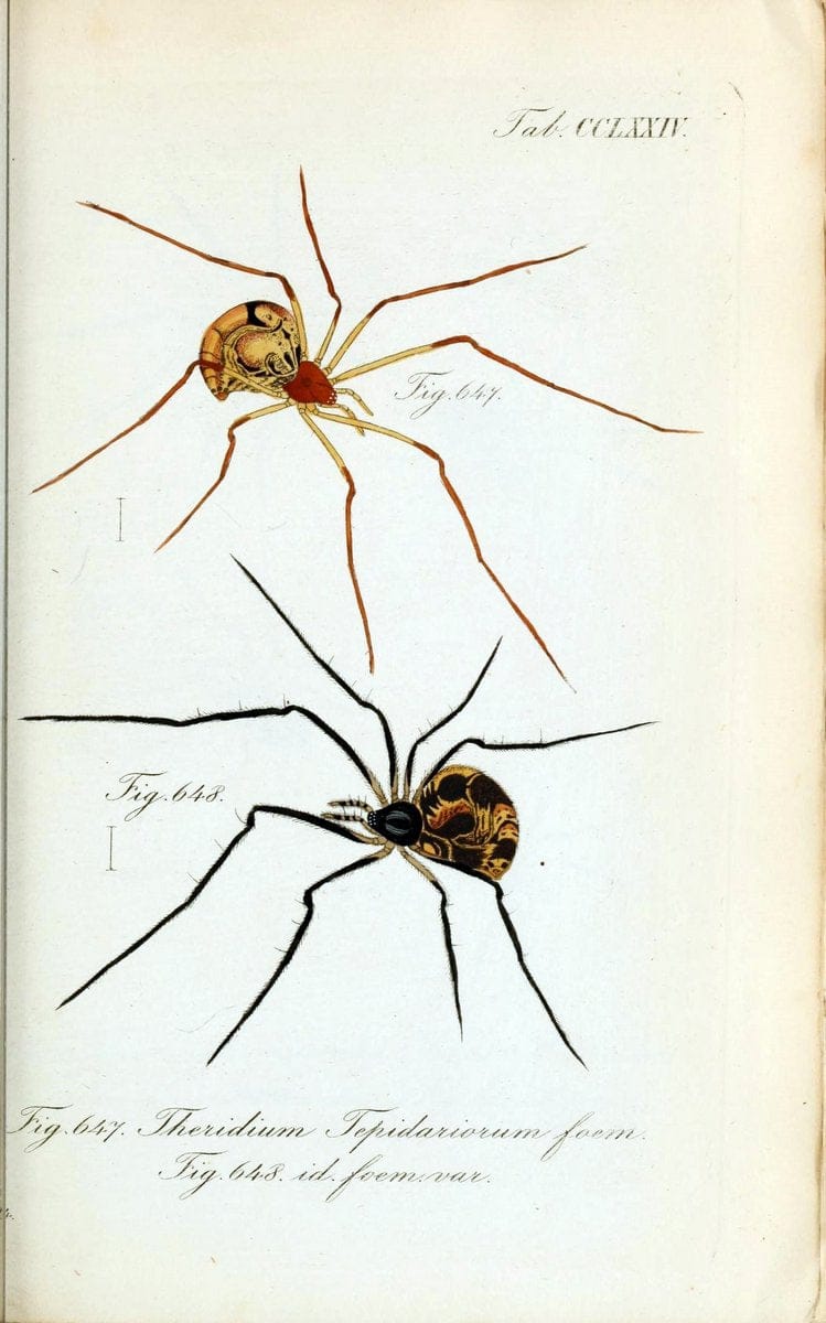 Die Arachniden :.NÃ¼rnberg :In der C. H. Zeh'schen Buchhandlung,1831-1848.  | Arachnida  | Vintage Print Reproduction 471035