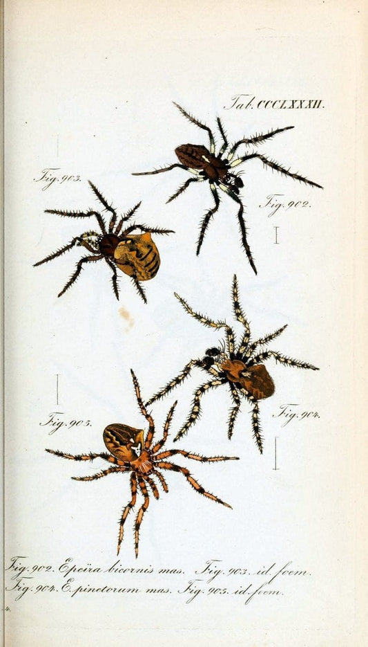 Die Arachniden :.NÃ¼rnberg :In der C. H. Zeh'schen Buchhandlung,1831-1848.  | Arachnida  | Vintage Print Reproduction 471036
