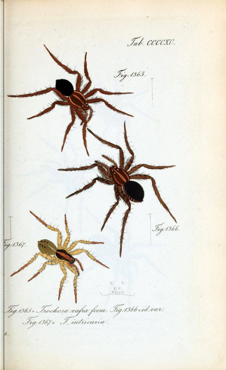 Die Arachniden :.NÃ¼rnberg :In der C. H. Zeh'schen Buchhandlung,1831-1848.  | Arachnida  | Vintage Print Reproduction 471037