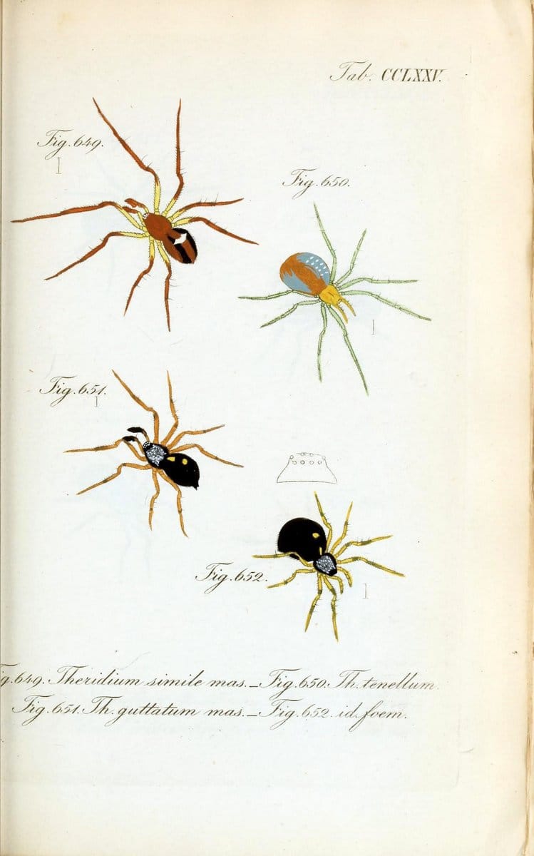 Die Arachniden :.NÃ¼rnberg :In der C. H. Zeh'schen Buchhandlung,1831-1848.  | Arachnida  | Vintage Print Reproduction 471038