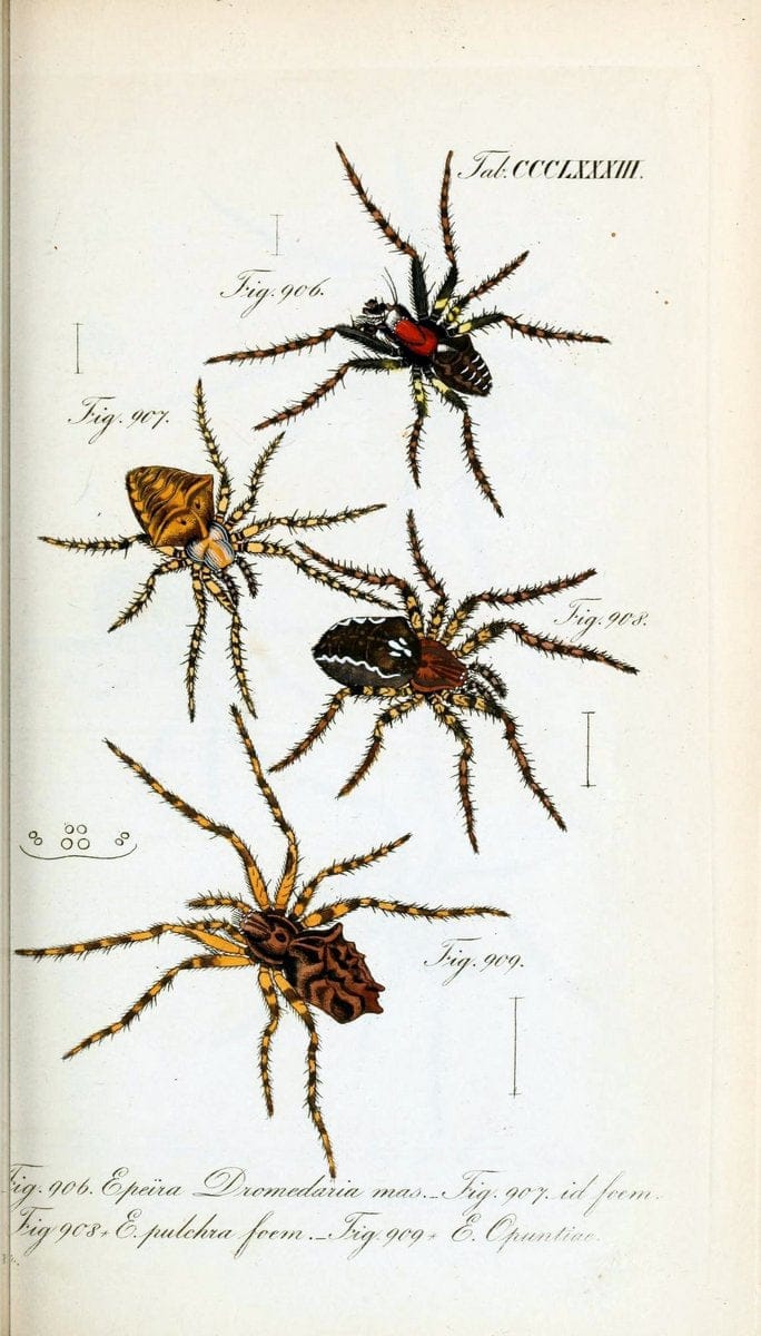 Die Arachniden :.NÃ¼rnberg :In der C. H. Zeh'schen Buchhandlung,1831-1848.  | Arachnida  | Vintage Print Reproduction 471039