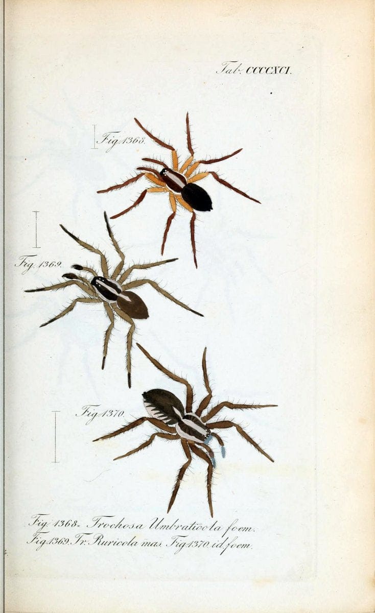 Die Arachniden :.NÃ¼rnberg :In der C. H. Zeh'schen Buchhandlung,1831-1848.  | Arachnida  | Vintage Print Reproduction 471040