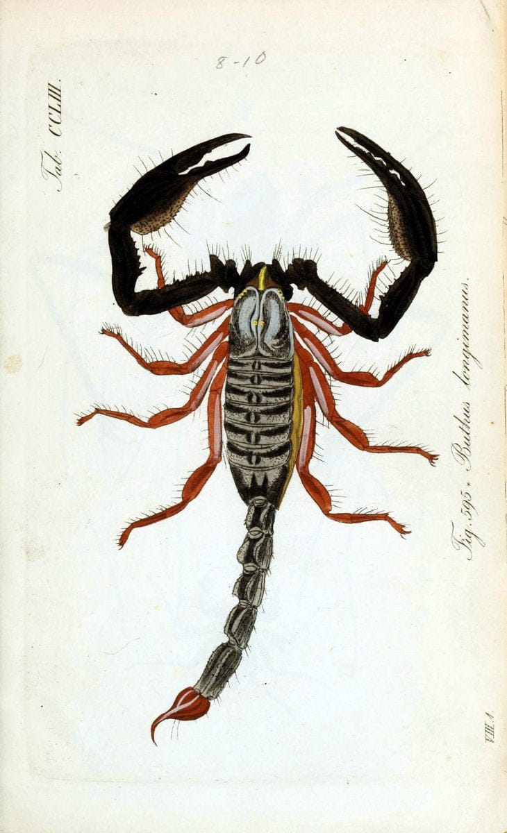 Die Arachniden :.NÃ¼rnberg :In der C. H. Zeh'schen Buchhandlung,1831-1848.  | Arachnida  | Vintage Print Reproduction 471041