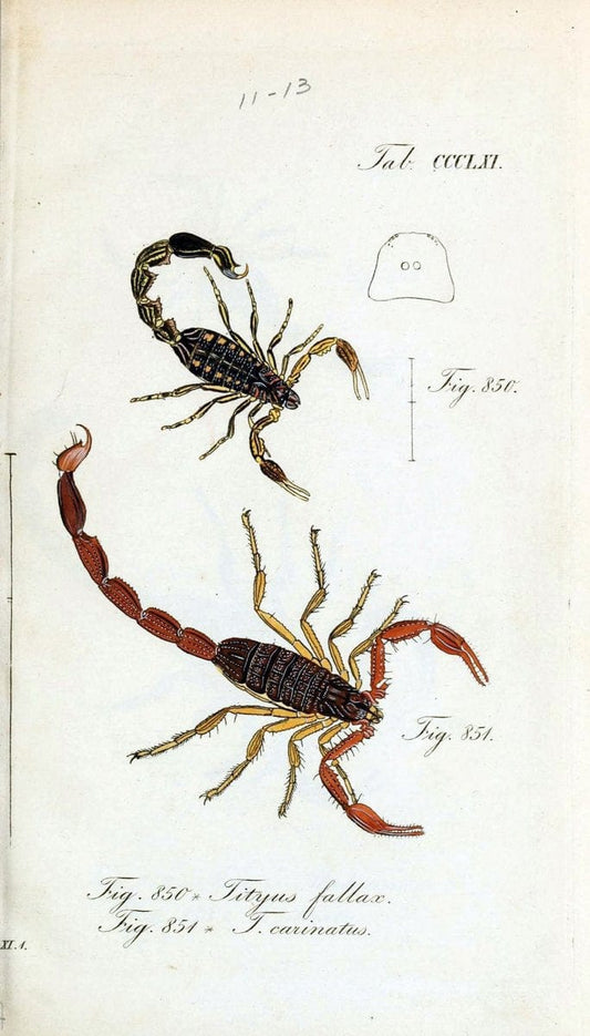 Die Arachniden :.NÃ¼rnberg :In der C. H. Zeh'schen Buchhandlung,1831-1848.  | Arachnida  | Vintage Print Reproduction 471042