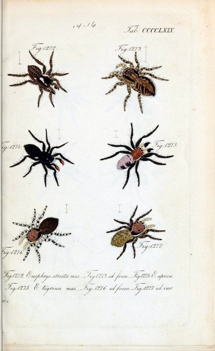 Die Arachniden :.NÃ¼rnberg :In der C. H. Zeh'schen Buchhandlung,1831-1848.  | Arachnida  | Vintage Print Reproduction 471043