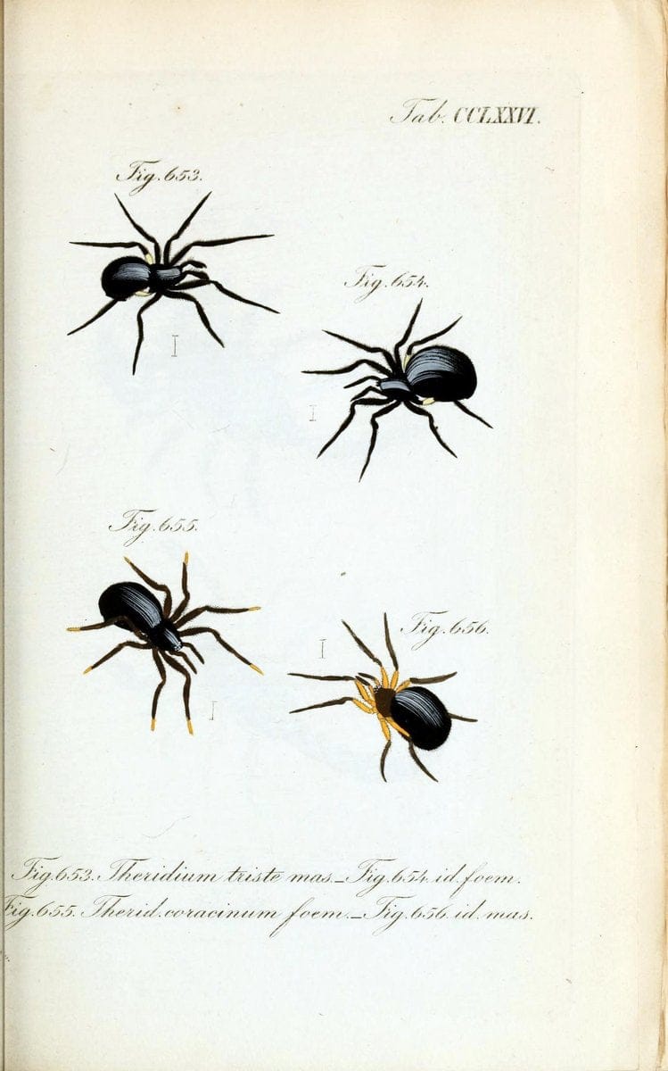 Die Arachniden :.NÃ¼rnberg :In der C. H. Zeh'schen Buchhandlung,1831-1848.  | Arachnida  | Vintage Print Reproduction 471044