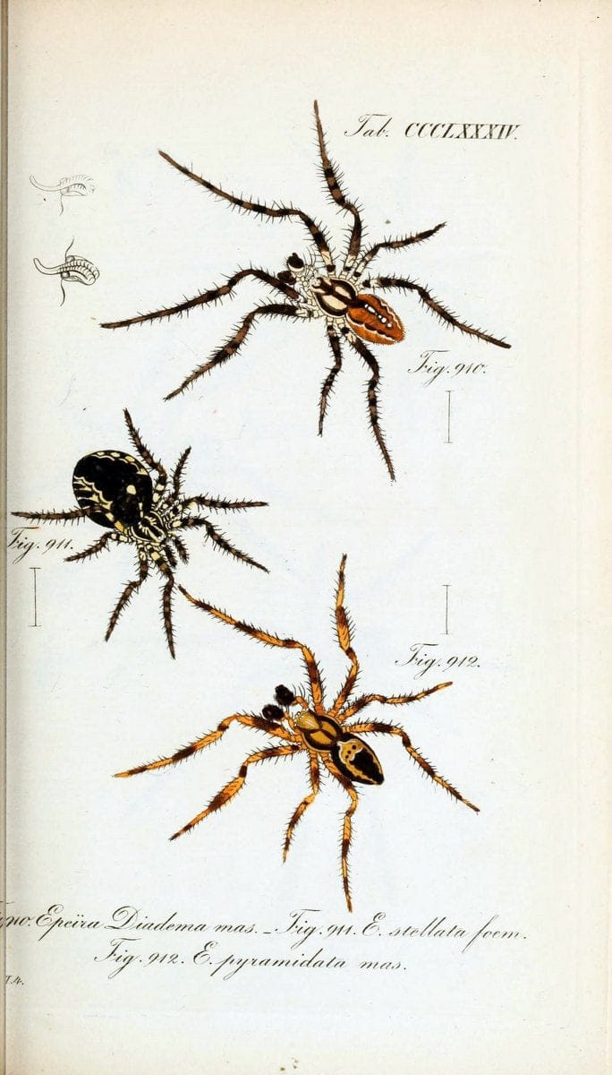 Die Arachniden :.NÃ¼rnberg :In der C. H. Zeh'schen Buchhandlung,1831-1848.  | Arachnida  | Vintage Print Reproduction 471045