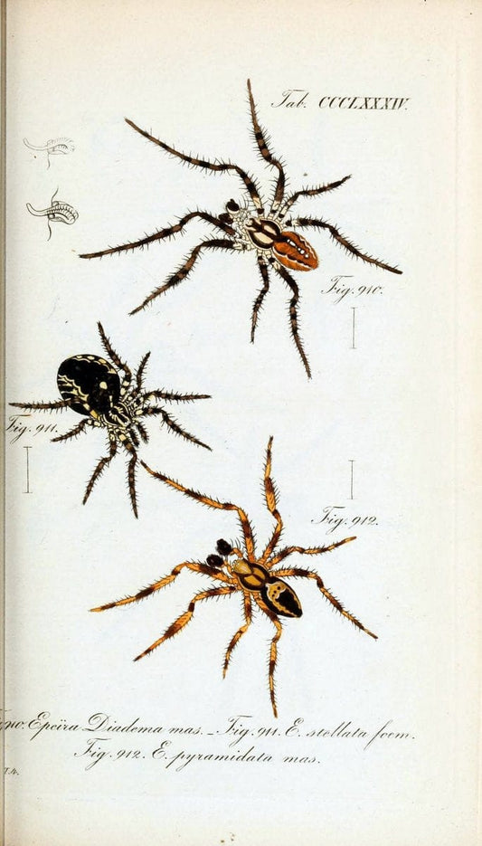 Die Arachniden :.NÃ¼rnberg :In der C. H. Zeh'schen Buchhandlung,1831-1848.  | Arachnida  | Vintage Print Reproduction 471045