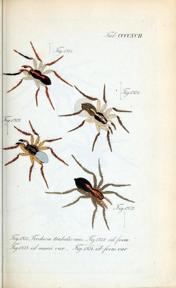 Die Arachniden :.NÃ¼rnberg :In der C. H. Zeh'schen Buchhandlung,1831-1848.  | Arachnida  | Vintage Print Reproduction 471046