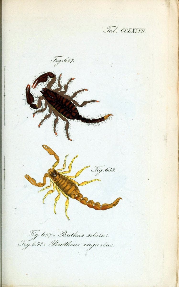 Die Arachniden :.NÃ¼rnberg :In der C. H. Zeh'schen Buchhandlung,1831-1848.  | Arachnida  | Vintage Print Reproduction 471047