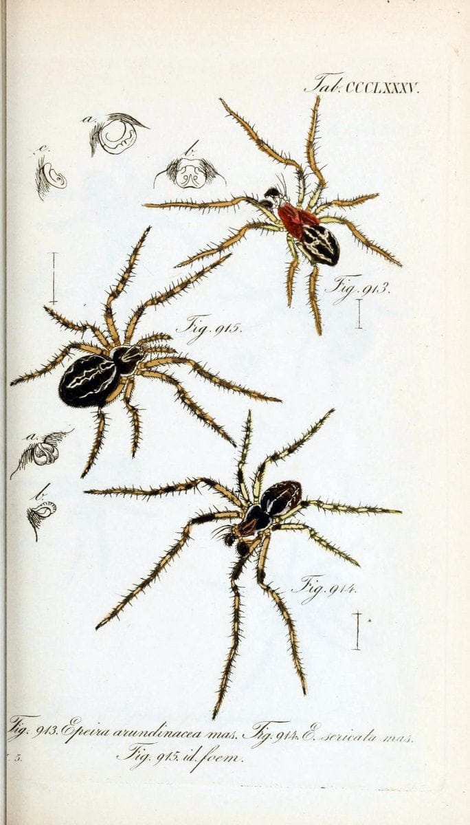 Die Arachniden :.NÃ¼rnberg :In der C. H. Zeh'schen Buchhandlung,1831-1848.  | Arachnida  | Vintage Print Reproduction 471048