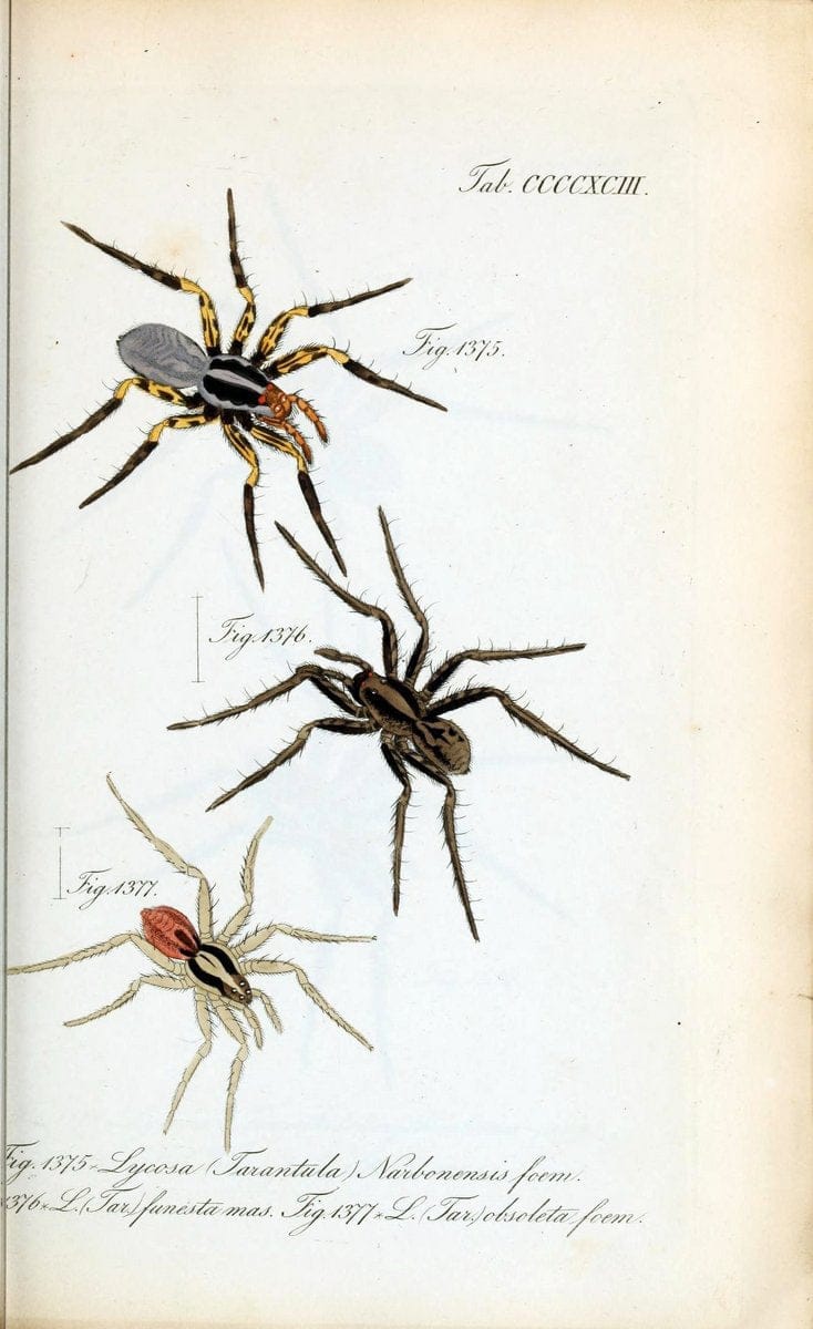 Die Arachniden :.NÃ¼rnberg :In der C. H. Zeh'schen Buchhandlung,1831-1848.  | Arachnida  | Vintage Print Reproduction 471049