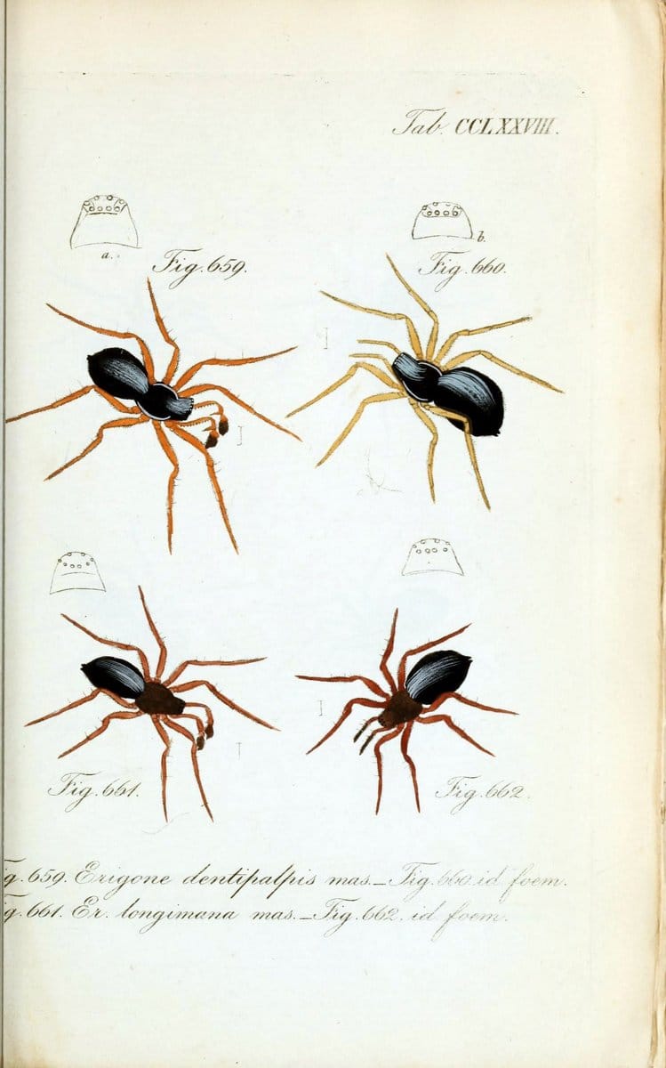 Die Arachniden :.NÃ¼rnberg :In der C. H. Zeh'schen Buchhandlung,1831-1848.  | Arachnida  | Vintage Print Reproduction 471050